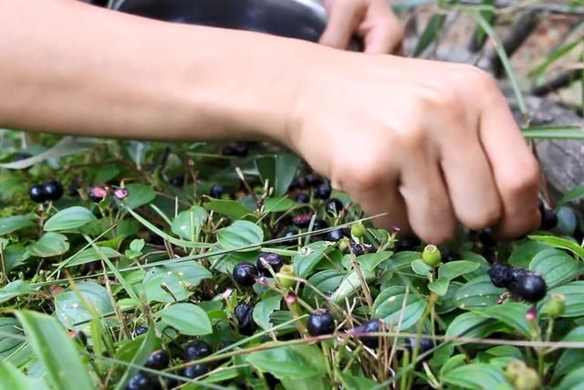 农村小哥山里摘这种黑黑的野果，农村娃基本都吃过，你认识吗？
