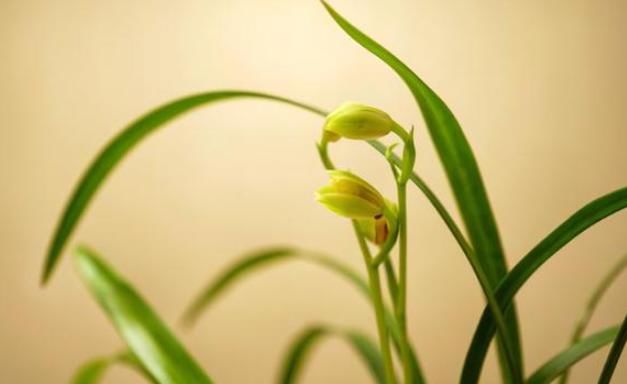 花开:兰花很难养?做好4点,兰花复壮快,长得旺,开花棒,花开多又香