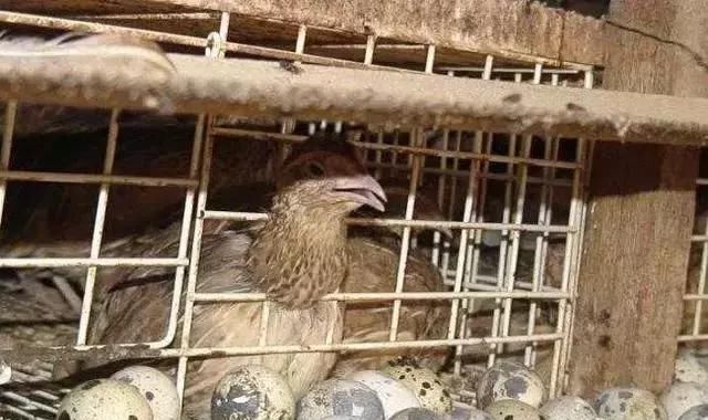  收益@农民养殖不到一斤重的它，每月纯收益40000多元