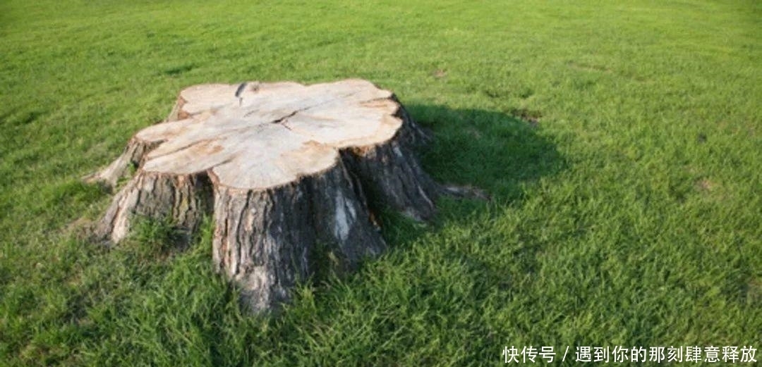 除草剂|门前大树桩用这些方法就能轻松去除,你更青睐哪种技巧?
