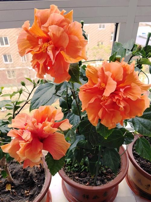  拥有@养花养个好看的，丢在阳台变花海，花香沁人心扉，值得拥有