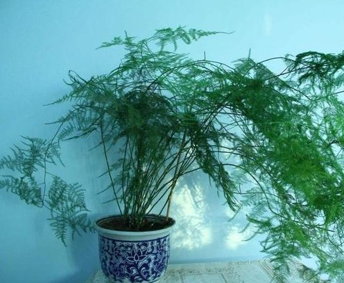 文竹怎么养才能更旺盛?