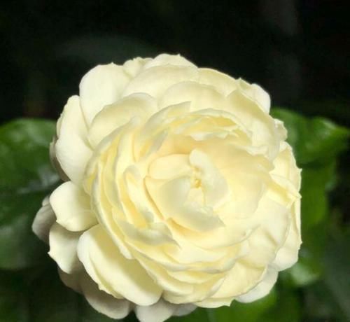 #盆栽#茉莉花盆栽不小心浇大水导致黄叶掉叶怎么办?4个急救措施再爆盆