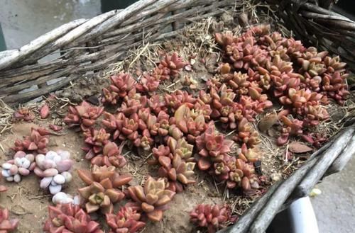 『呼呼』奶奶用脸盆种多肉,个个比拳头还大,不用管照样呼呼长!