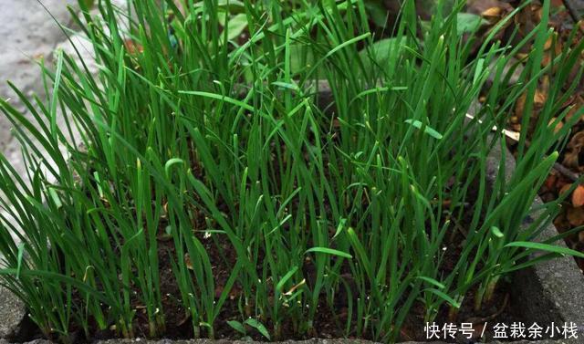  『韭菜的营养』阳台种韭菜，一根水管就可以了，不用土也长势旺，足够一家人吃