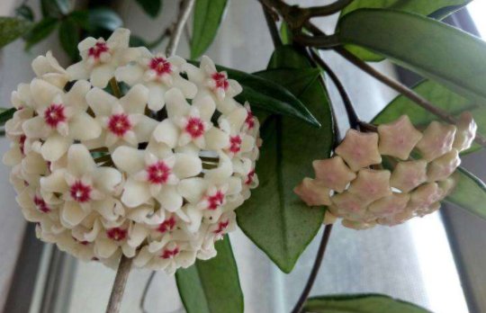  『姬小菊』养花养个“秀丽”的，花香幽香暗淡，年年开花不断，花色多又艳