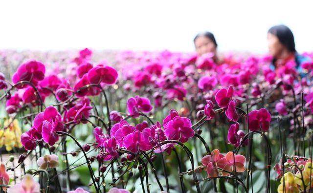 很多年轻人都开始回乡创业了，那么在农村种植什么东西最赚钱？