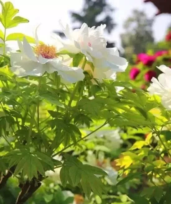 阳春三月,群芳争艳!来看西安这些“花花世界”的最佳踏春赏花指南