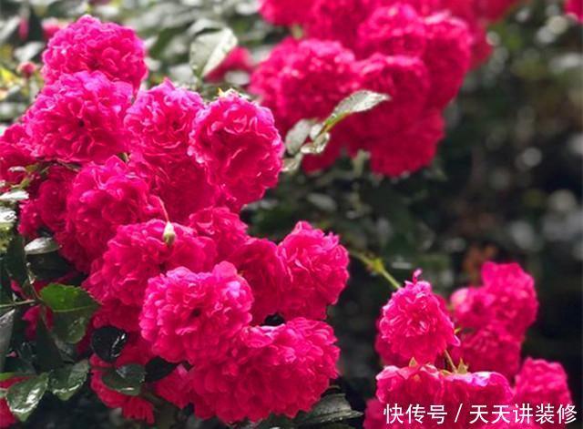 种植|此花,有着“开花机器”的美称,东北三省都能养,花香更胜桂花