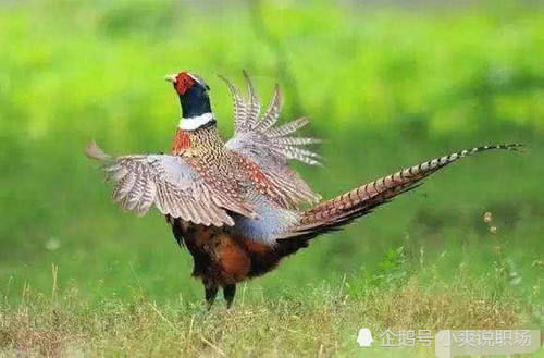  [依据]在农村老人讲“上山甲鱼，下山野鸡不能碰”有依据吗？