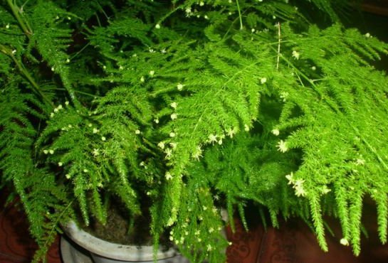 『心旷神怡』适合养在家里的几朵花,养护简单花期长,让人心旷神怡