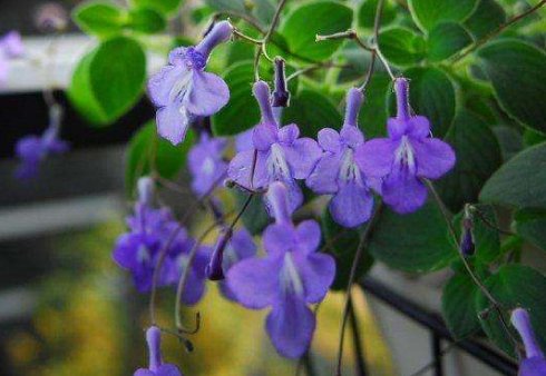「养花」养花就养这5款,花期长开花艳丽,开花一茬接一茬,花苞开满阳台