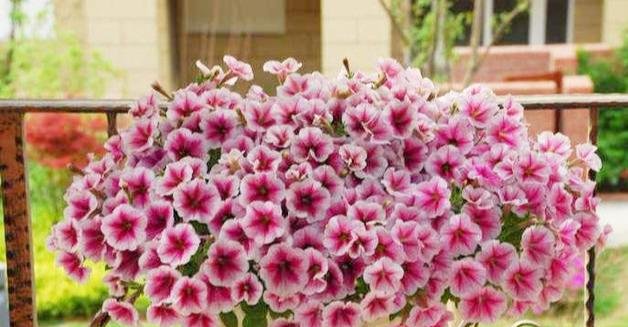 狂野:3种普通花,开花很狂野,最适合养阳台上,四季观花海