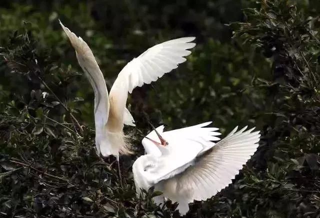 秋风起，候鸟归！佛山绝美观鸟地有……