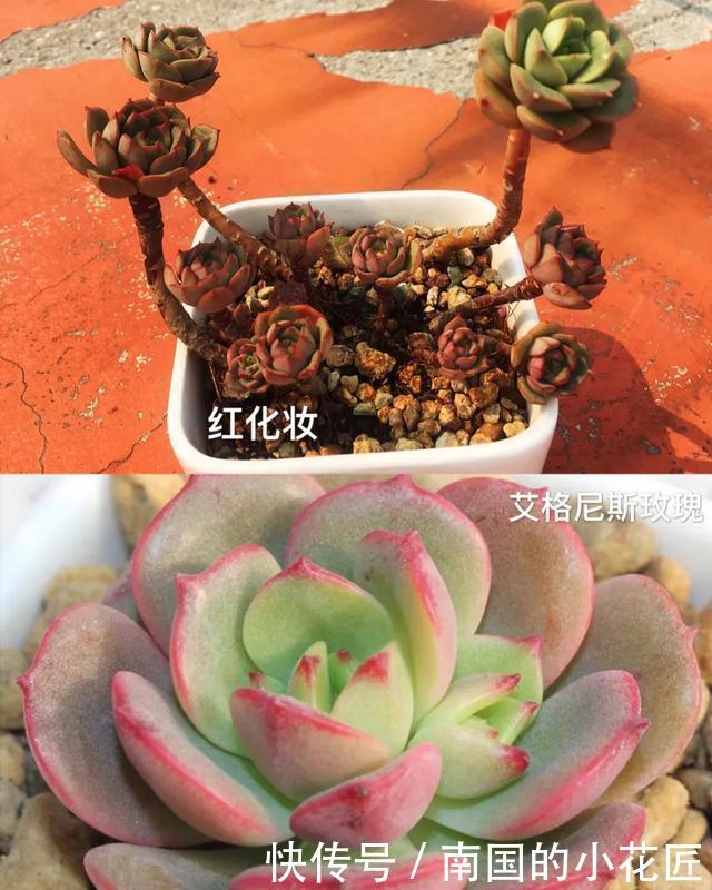 玫瑰■【多肉区分】艾格尼斯玫瑰、尼可莎娜、红化妆,姐妹三个?