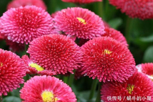 『春天』春天来了,用两种方法把你的雏菊唤醒,让它准备开花吧