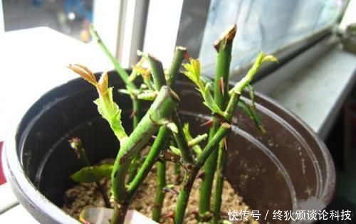 【长寿花】3月扦插正合适,4种花掐片叶子丢土里,1盆轻松变10盆