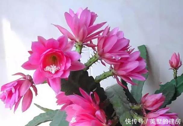 最命■最命大的几种花,随便插个枝就能活,新手都养不死,再不用花钱了