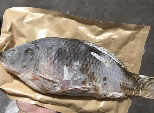  闹窝的情况■奔着四斤大鲫鱼去的，却被小鲫鱼闹窝，怎么才能避免这种情况？