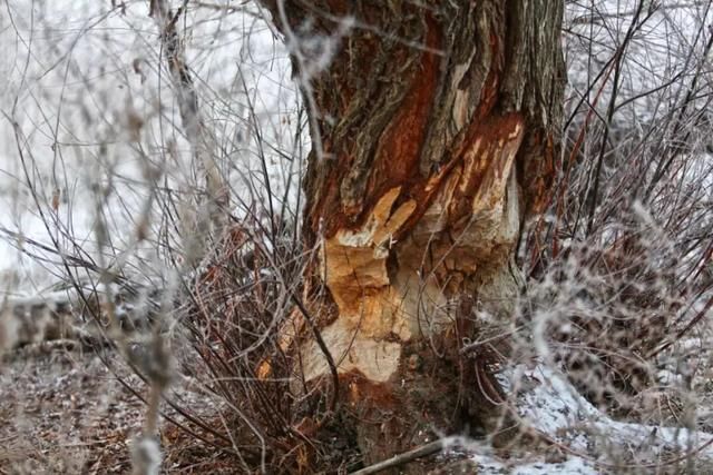 服气!接近零下20度,这台10多万的SUV还敢爬山撒野