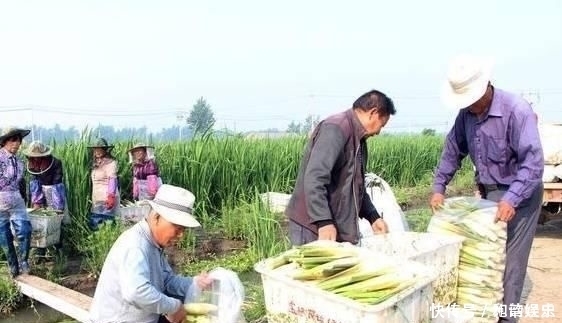  「不错」它是我国的特产蔬菜，亩产6000斤，批发价5元一斤，市场供不应求