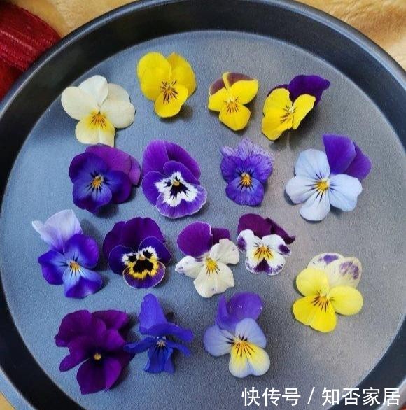  [便宜货]几种便宜货，5块钱买一盆，养在家爆炸式的开花，阳台变花海