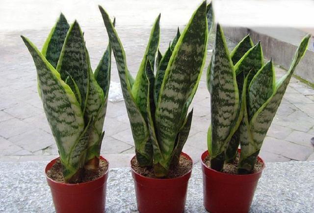 「搞定」4种一插就活的花,一片叶子就搞定,方法简单容易上手