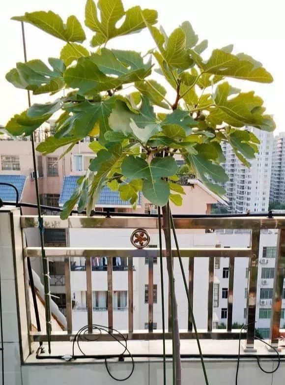  「盆土」阳台种一棵无花果，注意4点，果子结的多，年年有的吃