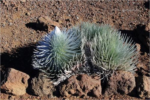 世界上最神奇的植物，几十年才开一次花，开完立刻死亡！