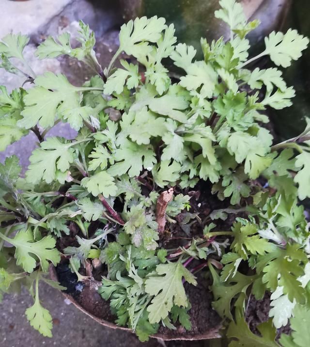 分离出来@菊花分株繁殖,成株快,操作简单易成活