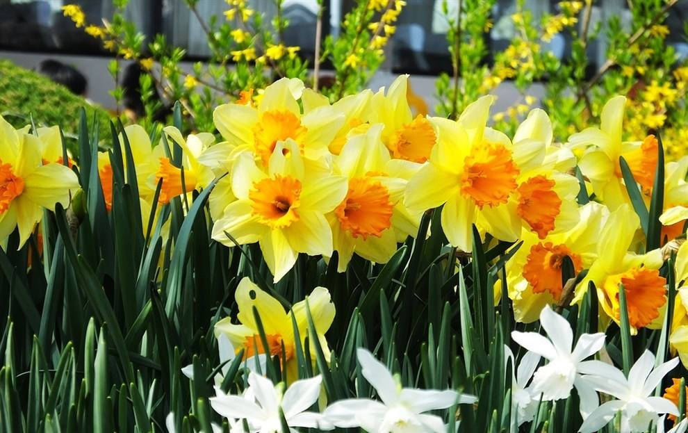  『根盘』洋水仙,根盘清理成这样就差不多了吧?