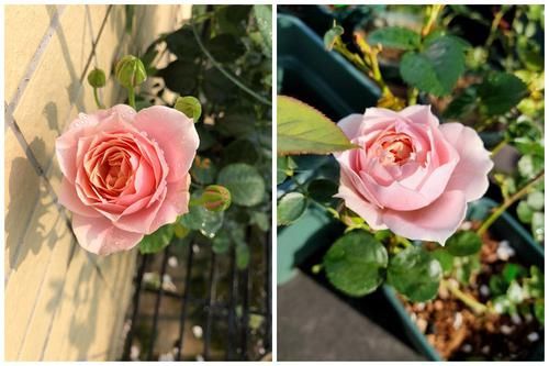『栽培』花期最长的盆栽,全年开花不停,花色美丽,栽培容易,室内也能种