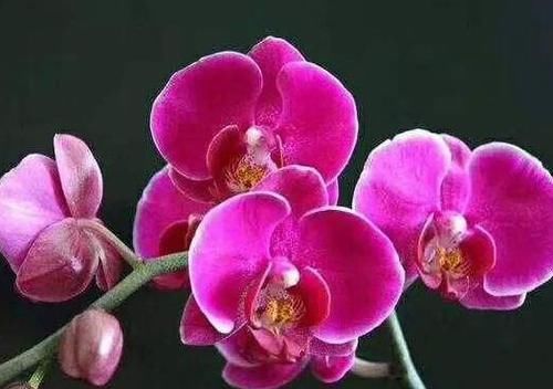  『三角梅』喜欢三角梅，不如养盆稀有的柠檬黄三角梅，金光灿灿，清新优雅