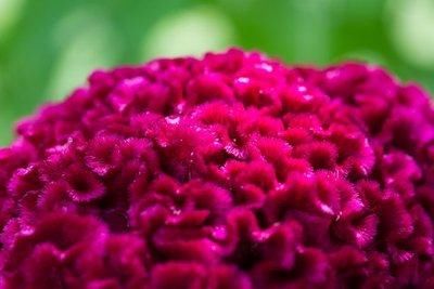  『花语』鸡冠花似火的绽放着，花团锦簇，赋予它“真爱永恒”的花语