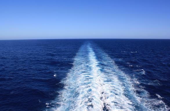 会变脸的怪鱼,到了加勒比海却无比乖巧,网友:真会玩!