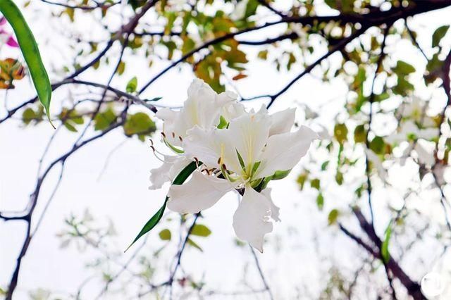 靓！佛山周边1500株樱花已盛开，最美的春天在这里~