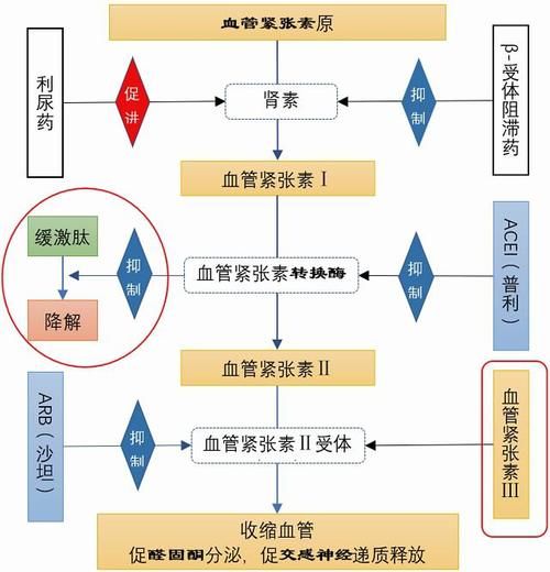  「沙坦」普利、沙坦、地平，三类降压药之间的区别