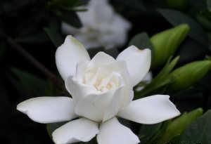  黄叶■刚买回栀子花，学会配土，不黄叶，花朵爆盆