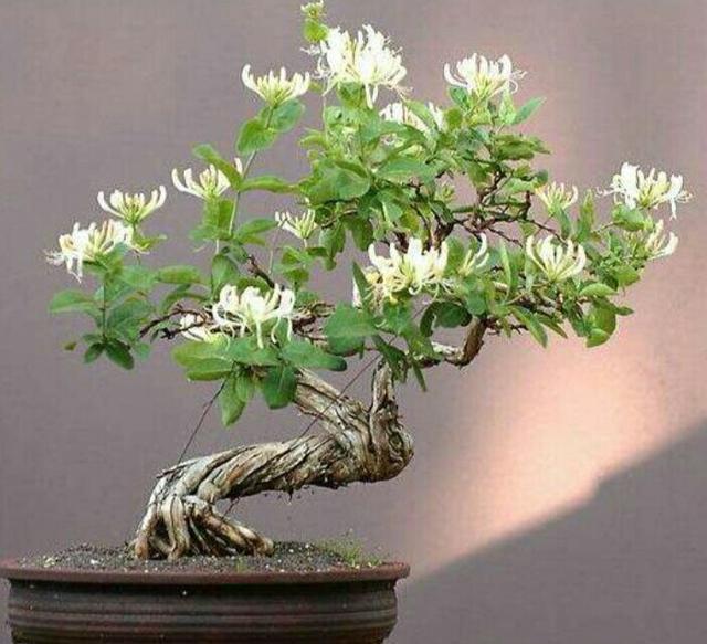  枝条：金银花盆景要怎样修剪，才能更显苍劲古朴、自然优美！