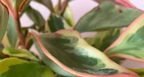  『家里』养在家里的盆栽植物不注意定期清洁，难怪怎么养都养不好