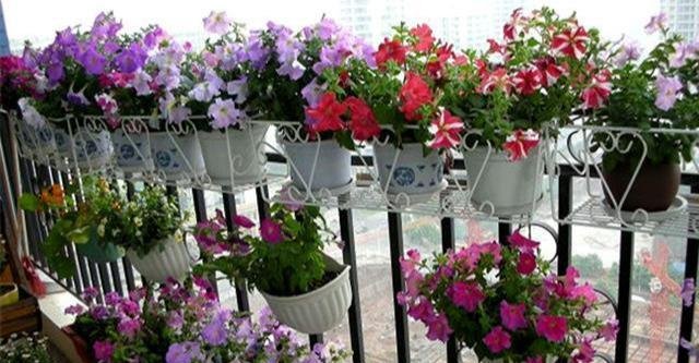  闲时■这些便宜花，最适合阳台养，一年开花200天，闲时天天观花园