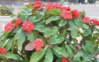  #开花#你家的虎刺梅为什么不开花,这几点你做到了吗?