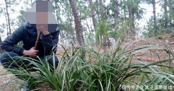 一颗植物卖了上万块，当地农民都乐了，漫山遍野的去找它