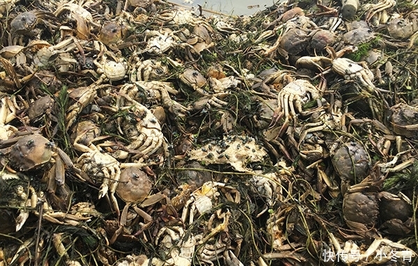 “黑水”过境！江苏泗洪万亩养殖螃蟹死绝，渔民痛哭