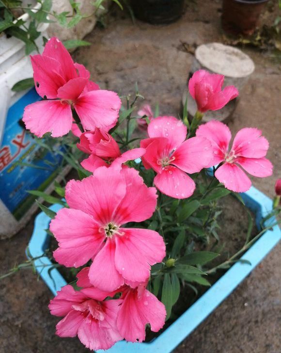  『花芽分化』石竹花养护技巧，放在阳台上，花芽分化极强，开满盆很轻松