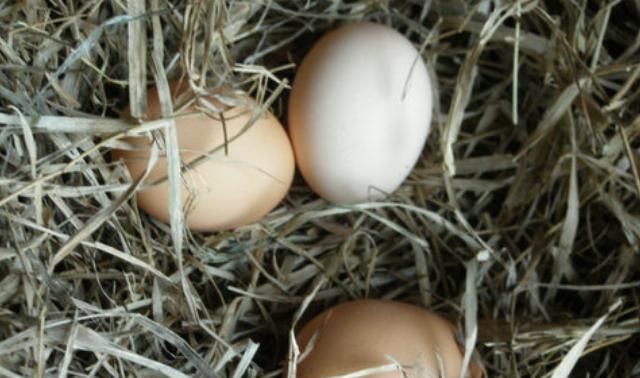  城里人|以前农村土鸡蛋在城里很热销，现在为什么却很少有人购买