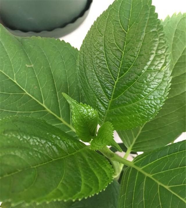  绣球|绣球赶紧这样做，否则只长个子不开花！