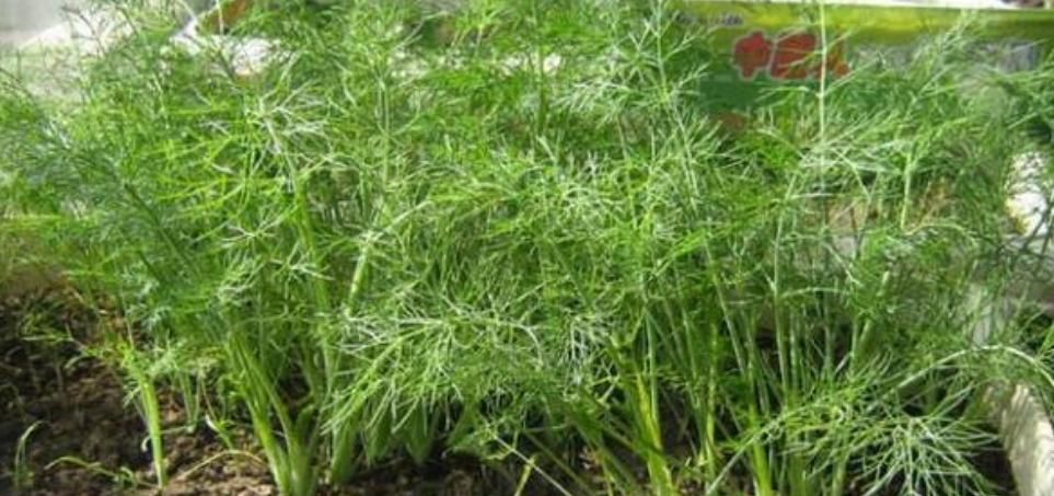  「家里」养花不如种菜，“4种菜”养家里，浇水就长得旺，吃完一茬又一茬
