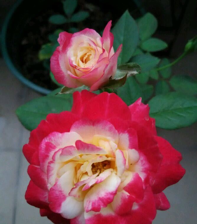 美观:家养此几款花,株形美观,全年开花不断,花色艳丽灿烂,美