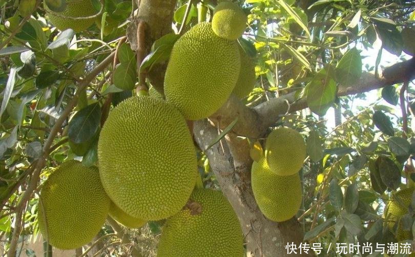 广西有种最欠打的果树，结的果一个上百斤，不砍几刀都不会结果